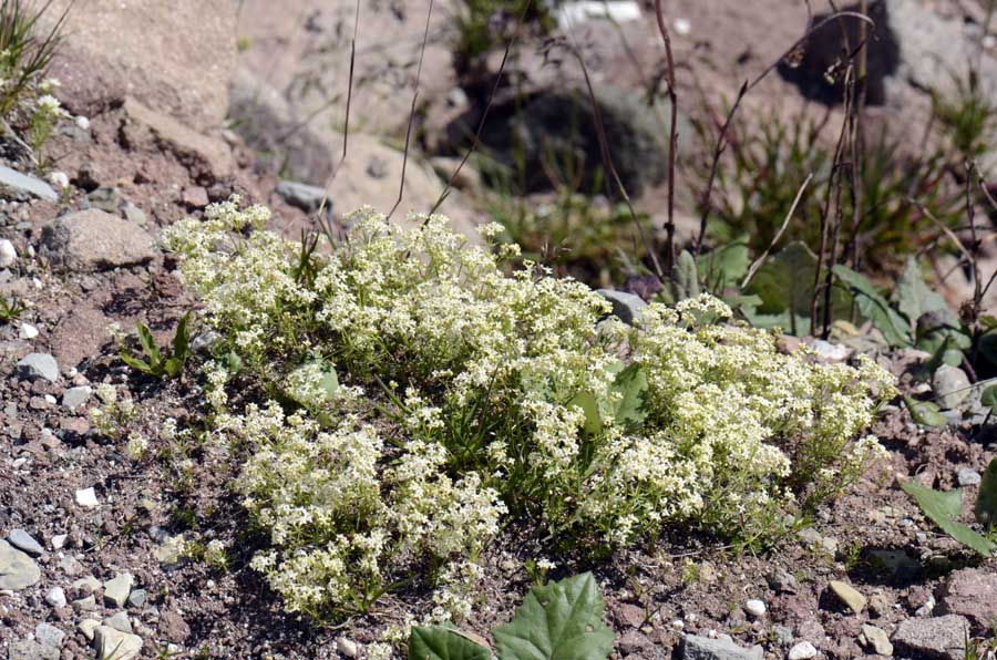 Galium anisophyllon / Caglio alpino